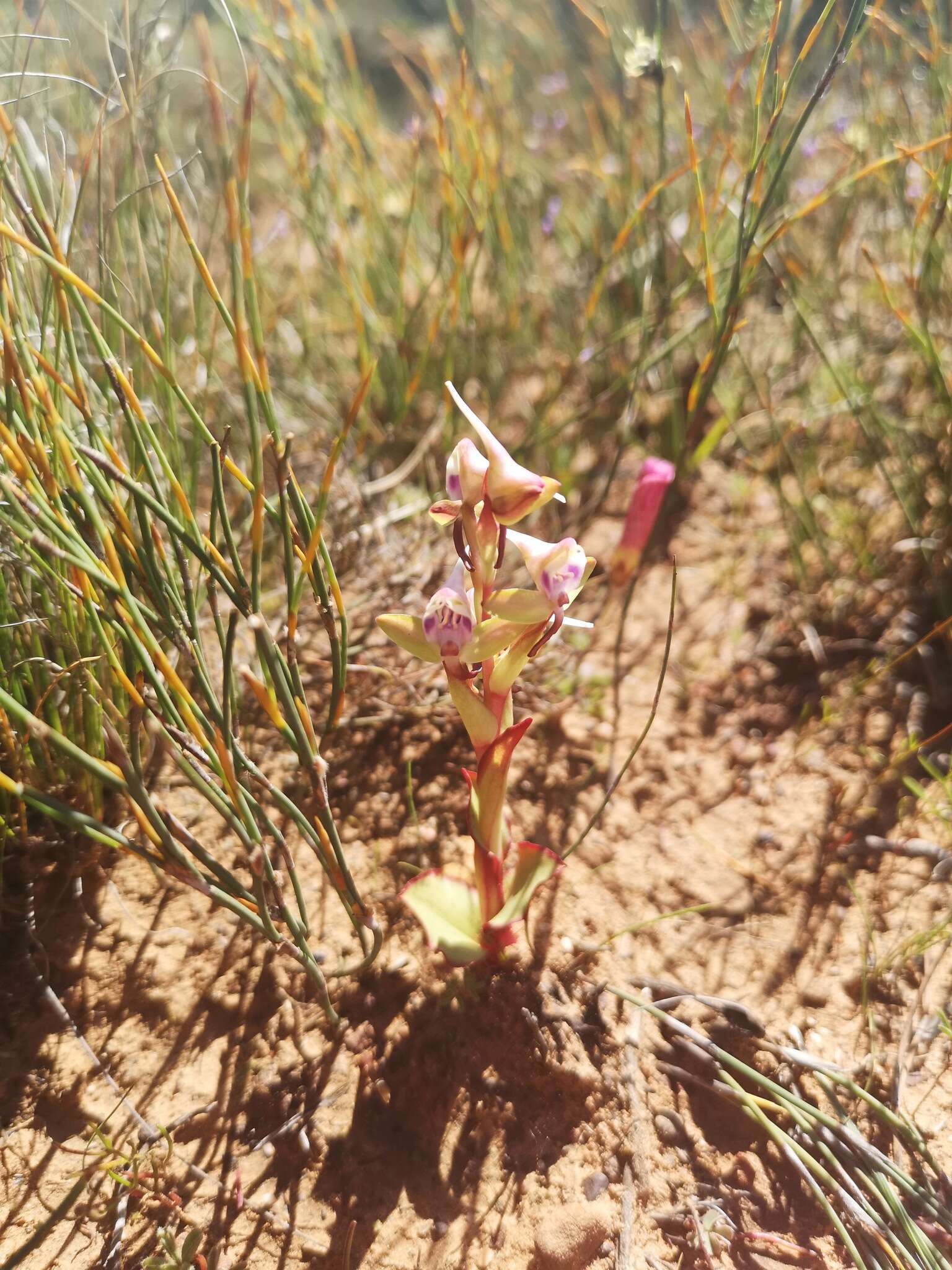 Image of Disa ovalifolia Sond.