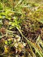 Imagem de Euphrasia antarctica Benth.