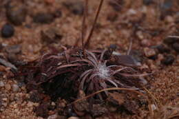 Image of Drosera dilatatopetiolaris Kondo