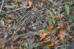 Image of wild leadwort