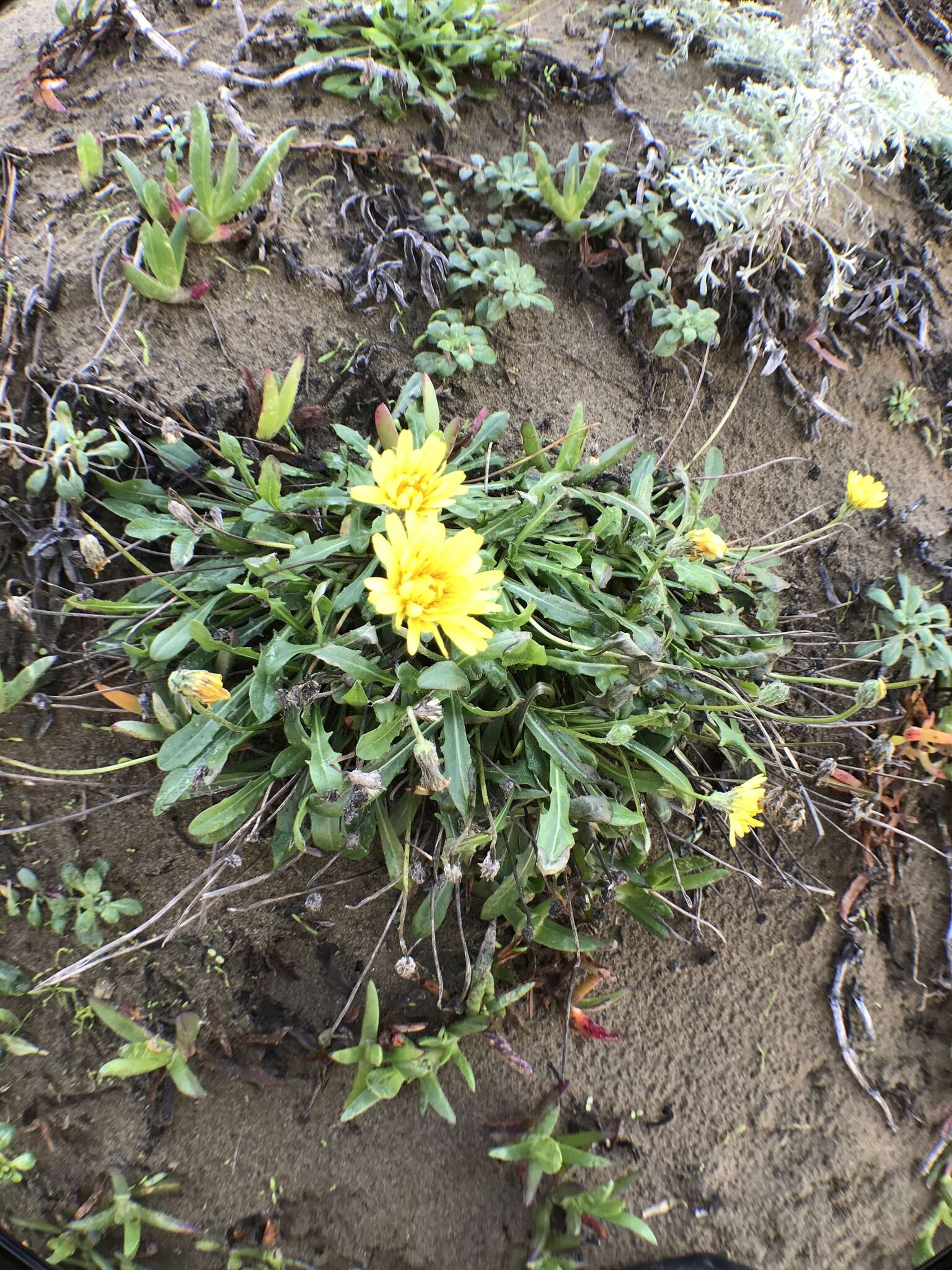 Image of woolly goat chicory