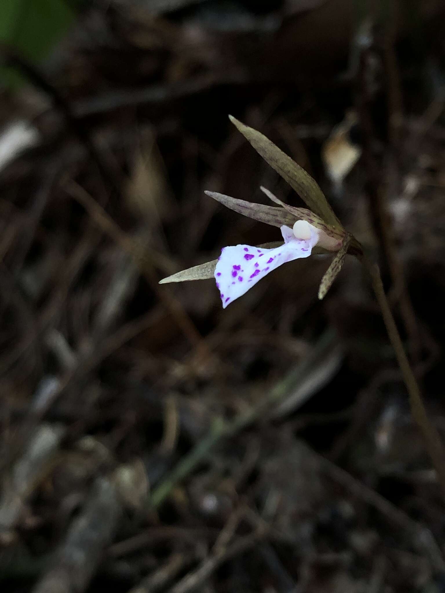 Nervilia taiwaniana S. S. Ying的圖片