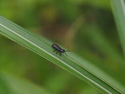 Image of Lasiochila bicolor Pic 1924