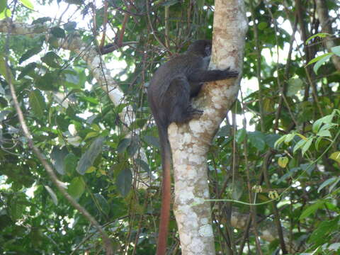 Cercopithecus ascanius (Audebert 1799) resmi