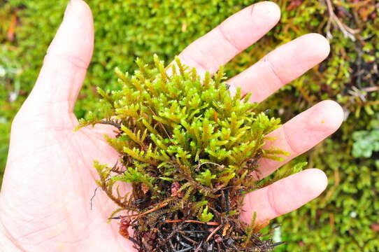 Image of California antitrichia moss