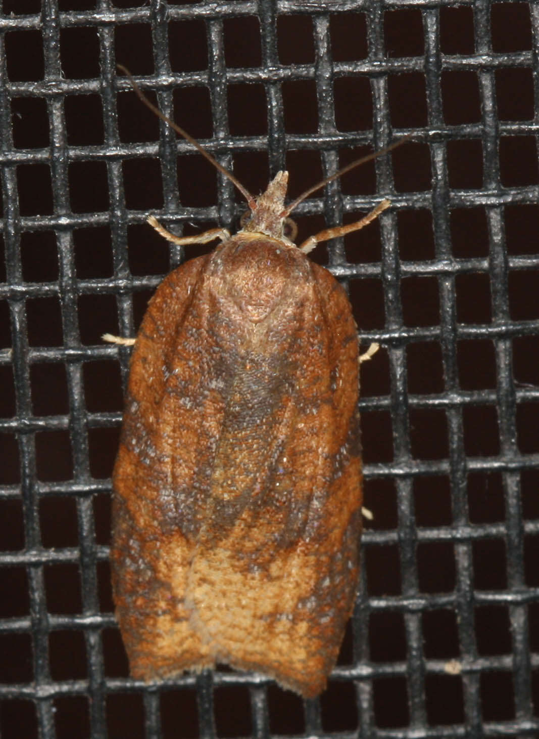 Image of Moth