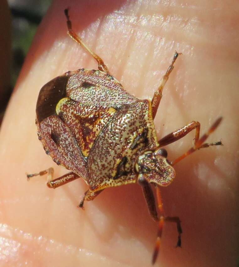 Image of Cermatulus nasalis nasalis (Westwood 1837)