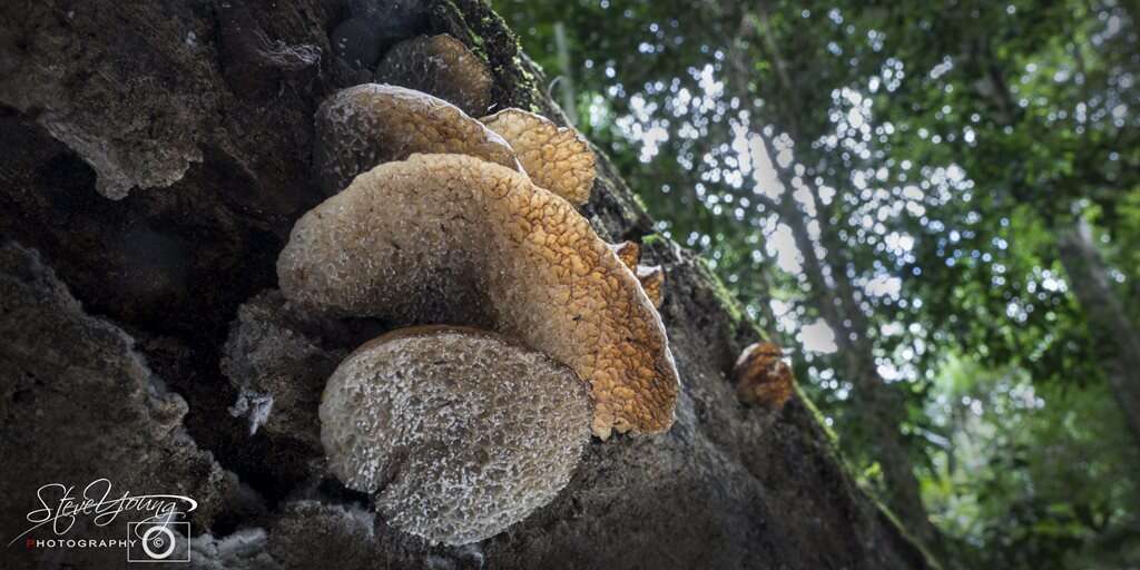 Image of Auricularia delicata (Mont. ex Fr.) Henn. 1893