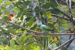 Image of Emerald-collared Parakeet