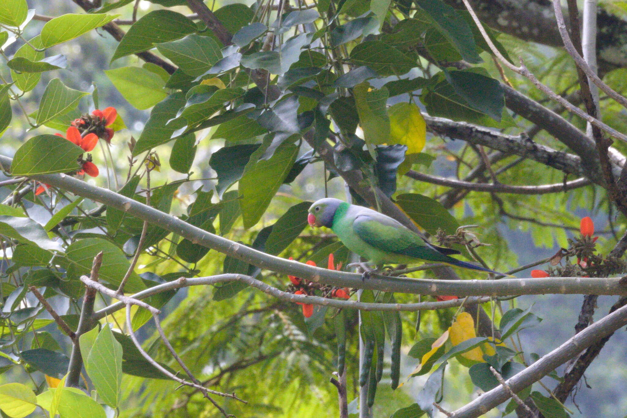 Image of Emerald-collared Parakeet