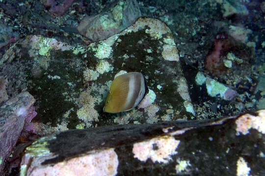 Image of Blacklip Butterflyfish