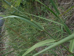 صورة Arundo plinii Turra