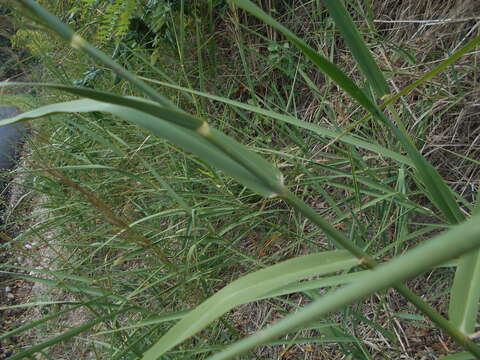 Image of Arundo plinii Turra