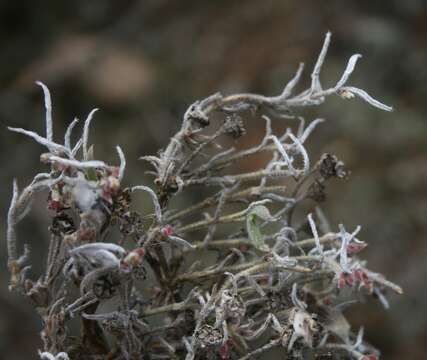 Imagem de Trichodiadema strumosum (Haw.) L. Bol.