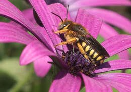 Image of Rhodanthidium septemdentatum (Latreille 1809)