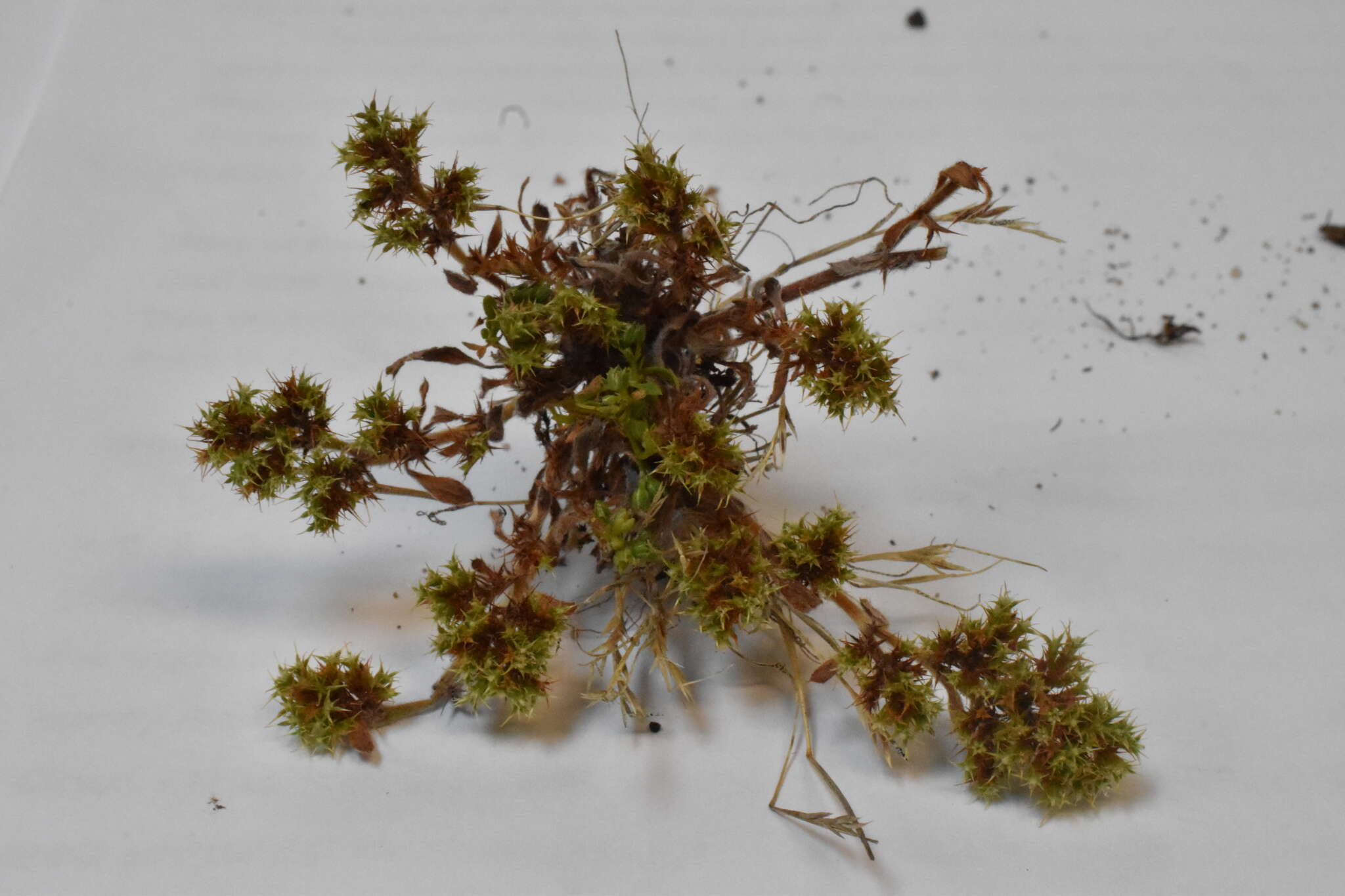 Image of Chorizanthe minutiflora R. Morgan, Styer & Reveal