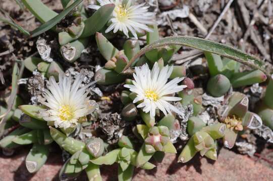 Image of Corpuscularia angustipetala (Lavis) H. E. K. Hartmann