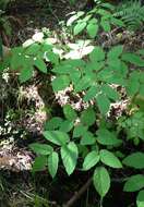 Image of California spikenard