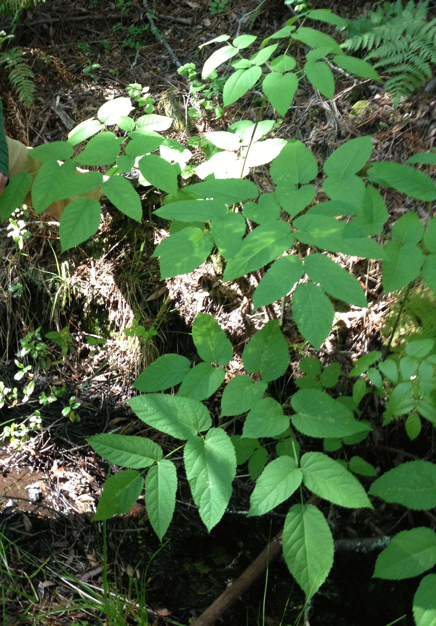 Image of California spikenard