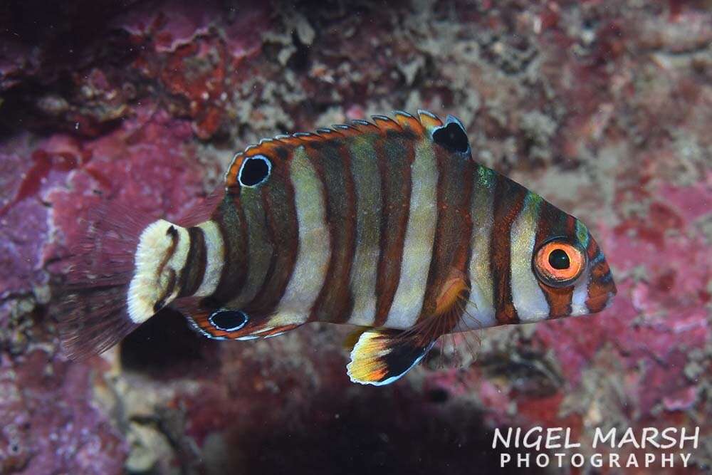 Image of Harlequin Tuskfish