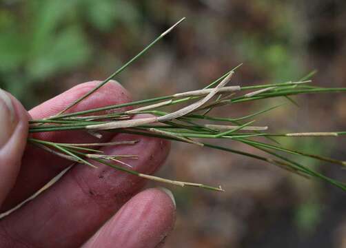 Image of Cleistochloa subjuncea C. E. Hubb.