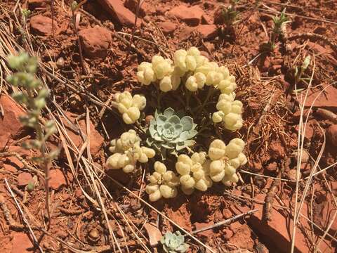 Image of Fremont County twinpod