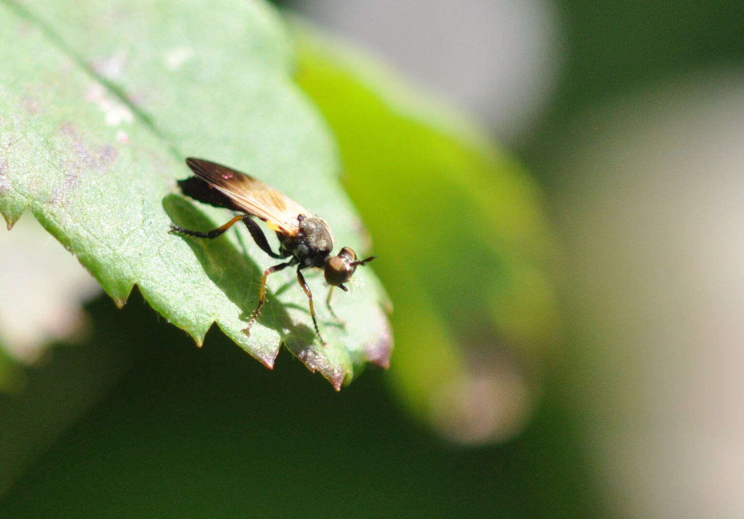 Image of Eudioctria sackeni (Williston 1883)