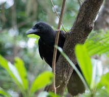 Image of Guam Crow