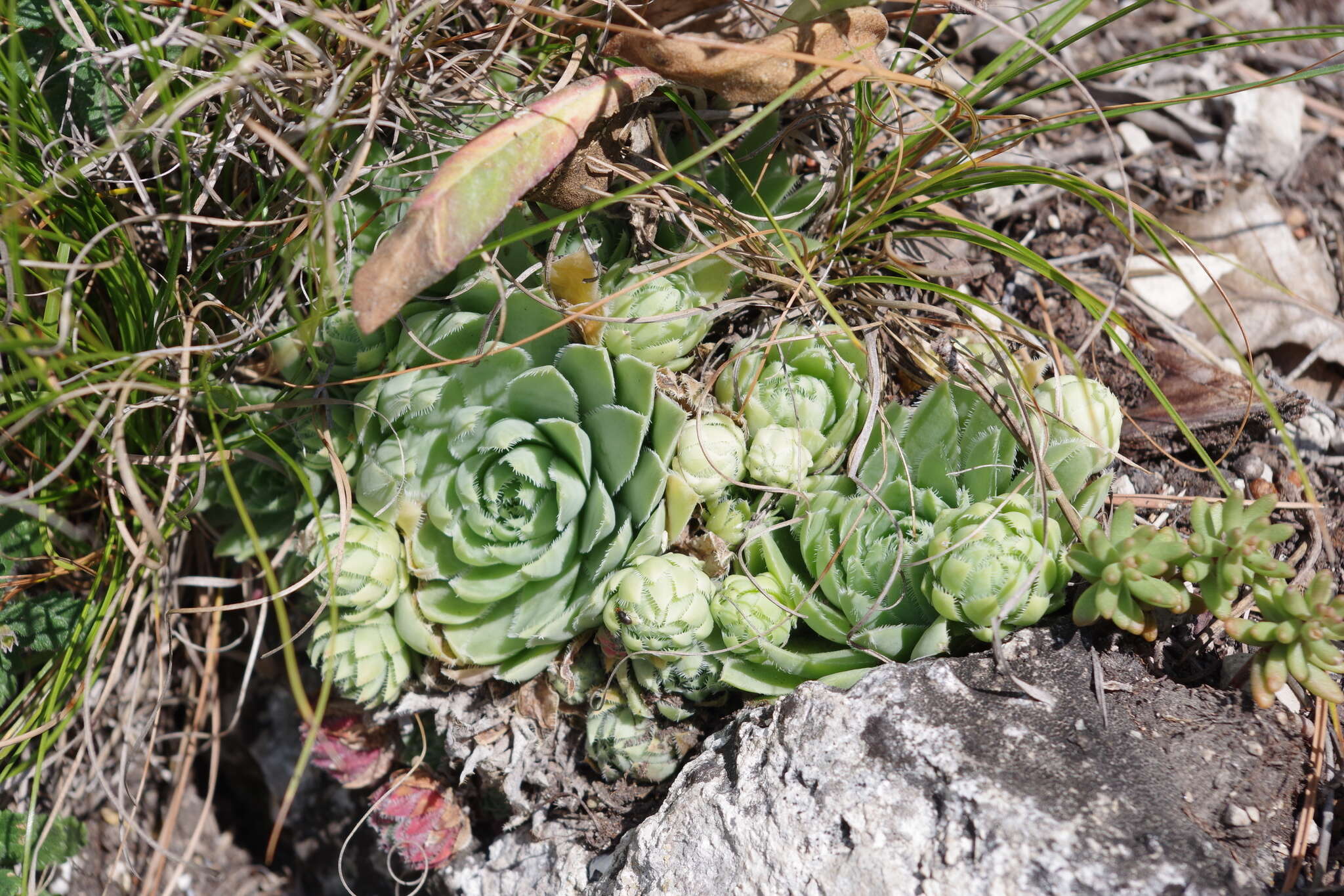 Image of Sempervivum globiferum subsp. hirtum (L.) H.