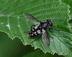 صورة Sericomyia lata (Cqouillett 1907)