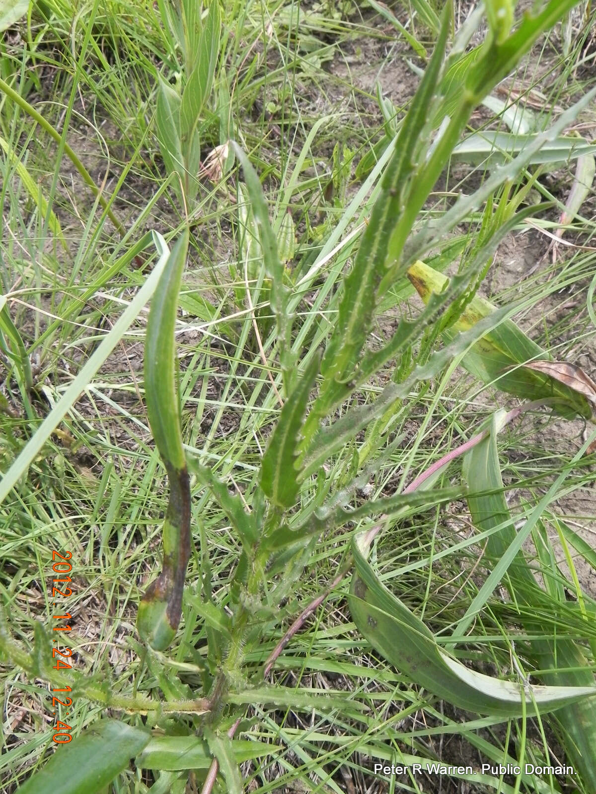 Image of Wahlenbergia krebsii subsp. krebsii