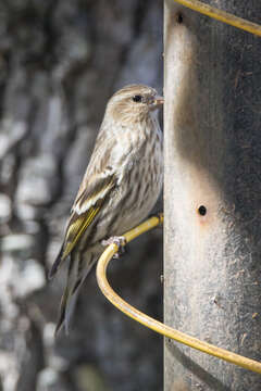 Image of Pine Siskin