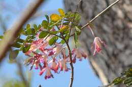 Myrmecophila tibicinis (Bateman ex Lindl.) Rolfe resmi