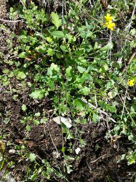 Image of gaslight bladderpod