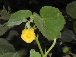 Image of Abutilon pannosum (Forst. fil.) Schltdl.