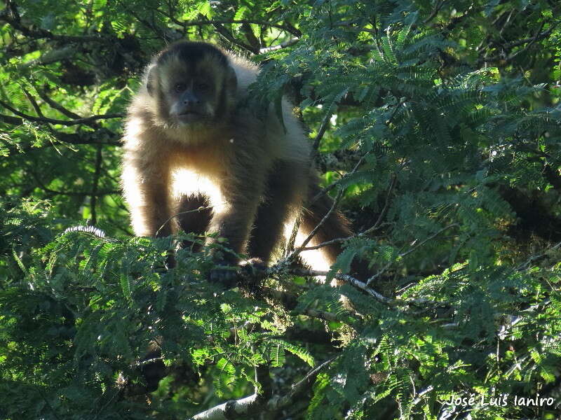 Image of Azaras’s Capuchin