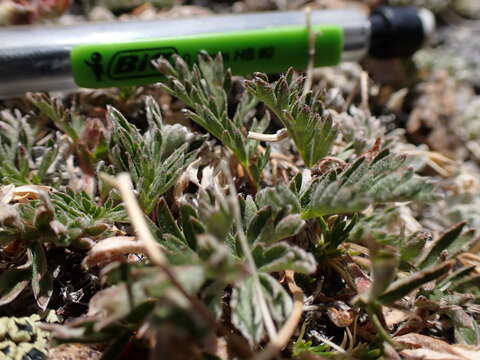 Image of Morefield's cinquefoil