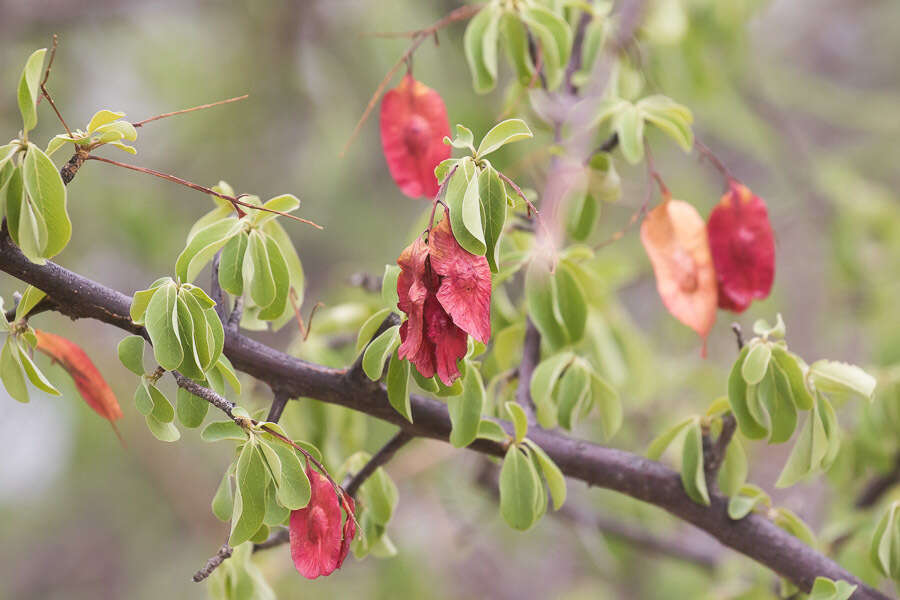 Image of Purple-pod cluster-leaf