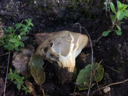 Image of cabbage leaf Helvella