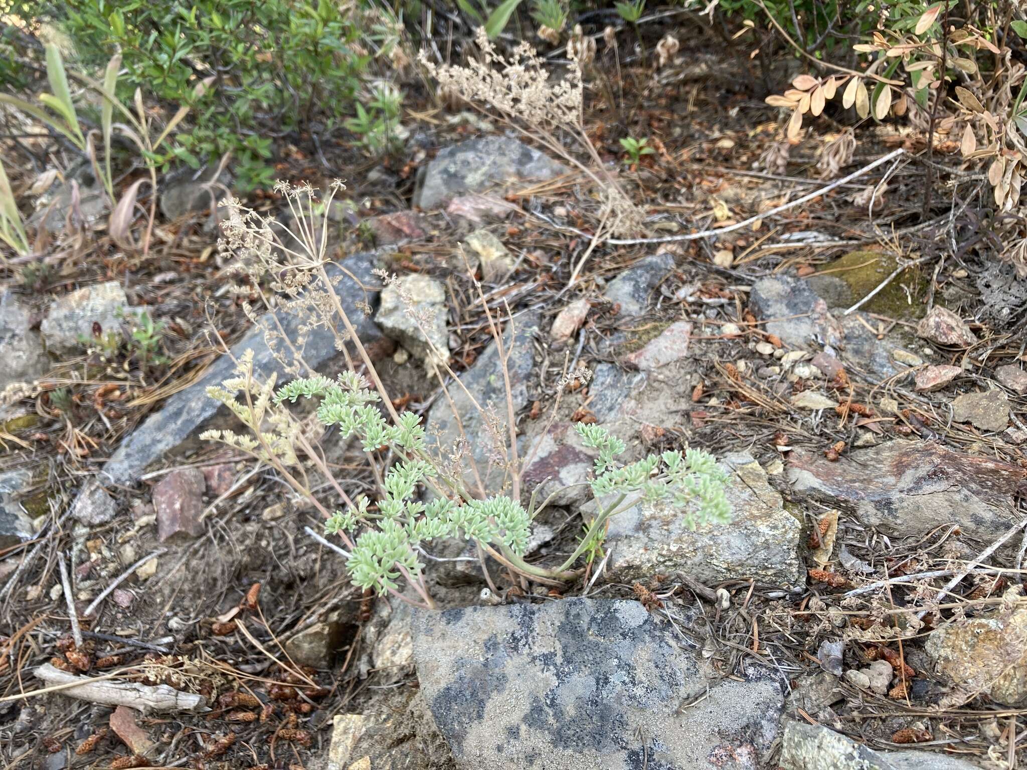 Image of Lomatium roneorum