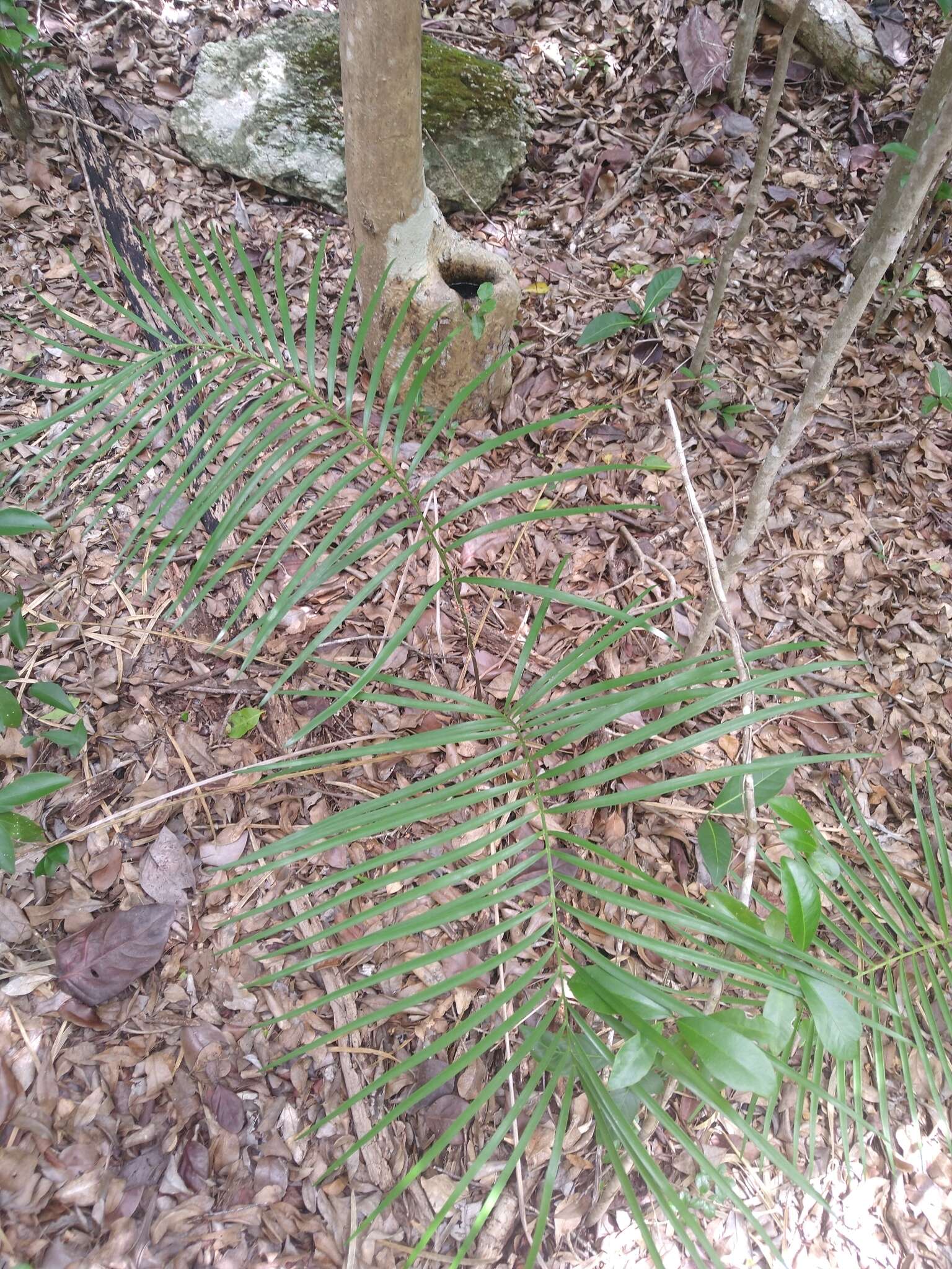 Image of Cycad