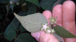 Image de Solanum didymum Dun.