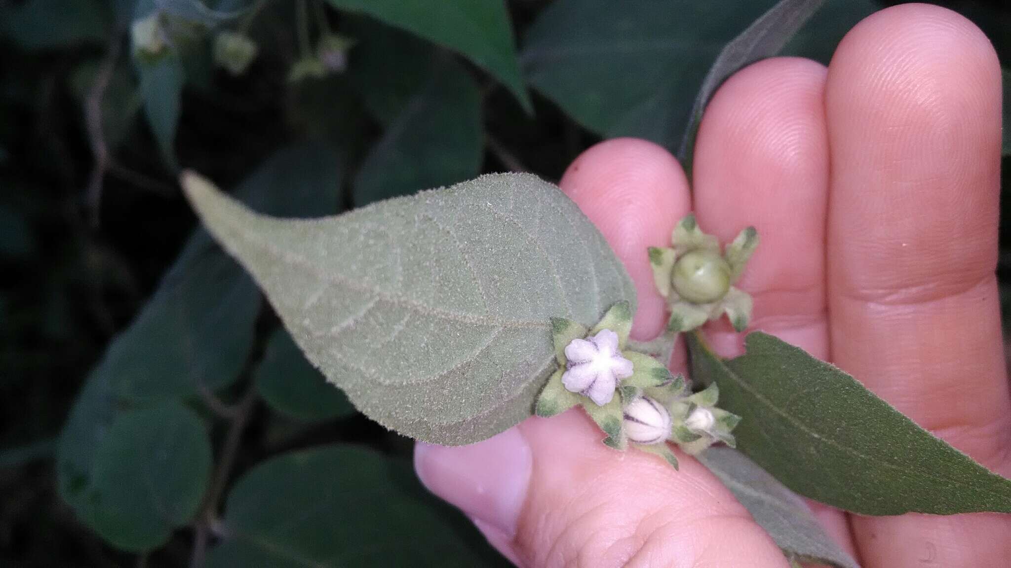 Image of Solanum didymum Dun.