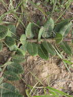 Image of Asclepias macropus (Schltr.) Schltr.