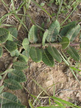 Слика од Asclepias macropus (Schltr.) Schltr.