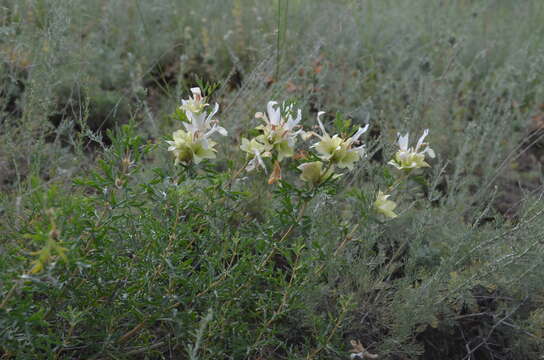 Lagochilus platyacanthus Rupr.的圖片