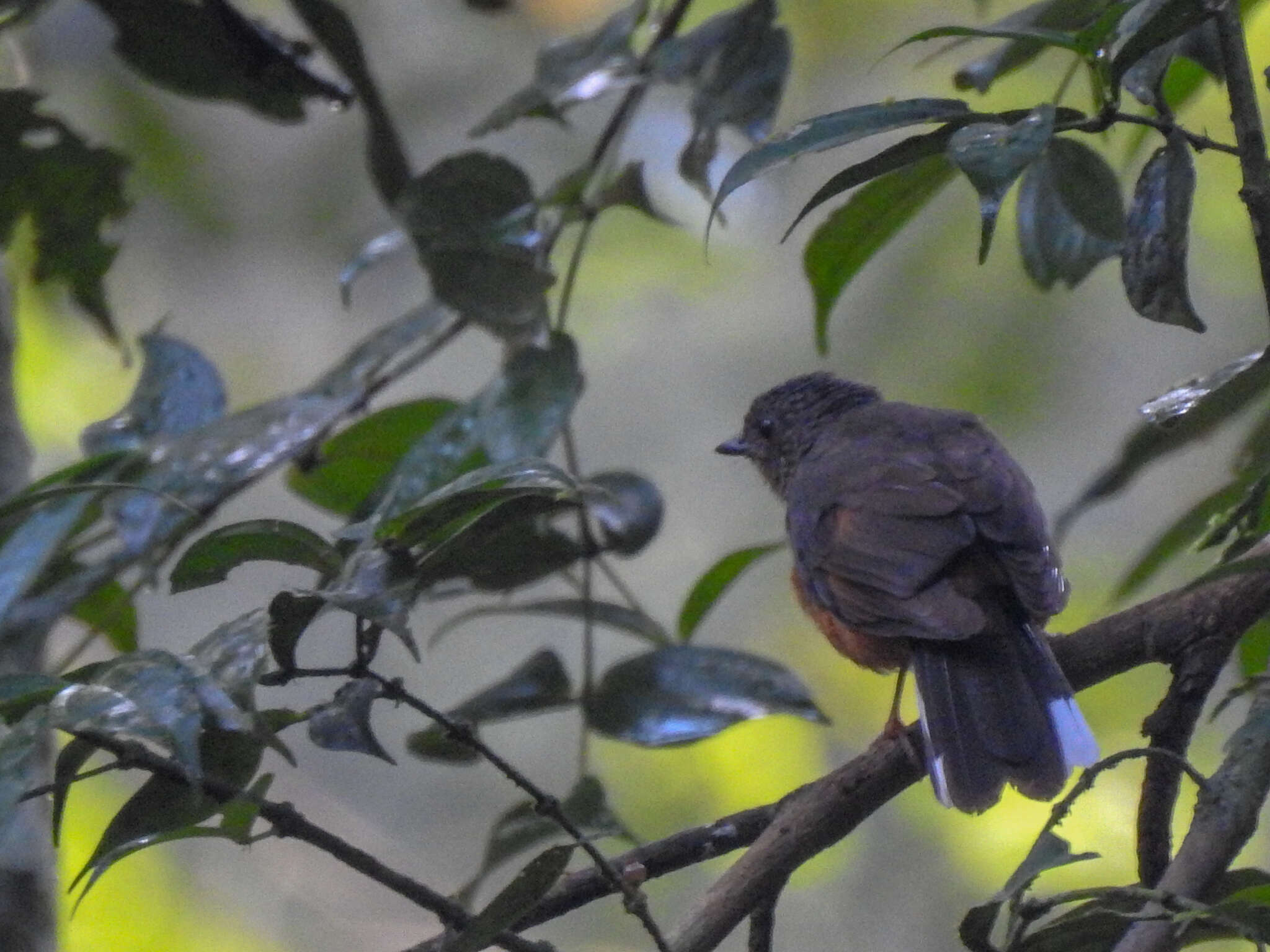 Image of Finsch's Rufous Thrush