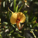 Image of Bossiaea rosmarinifolia Lindl.