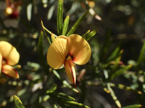 Plancia ëd Bossiaea rosmarinifolia Lindl.