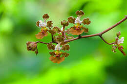 Image of Trichocentrum luridum (Lindl.) M. W. Chase & N. H. Williams